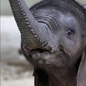 Meet your Posher, Jennie